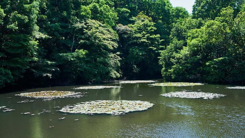 Tokyo: Meiji Shrine Walking Tour — Shinto & Imperial System - Is $23 good value?