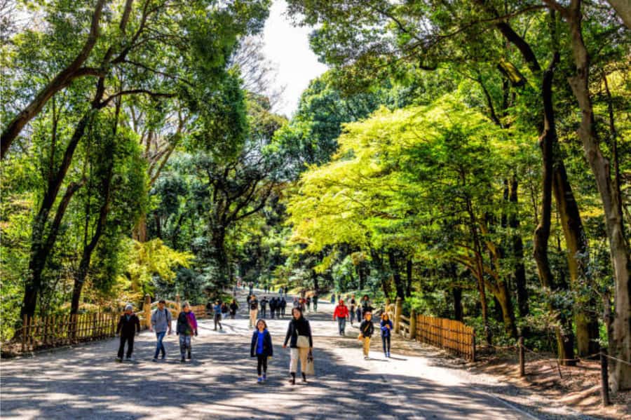 Tokyo: Meiji Shrine Walking Tour with Local Guide - Learning the Bow at the Torii Gate