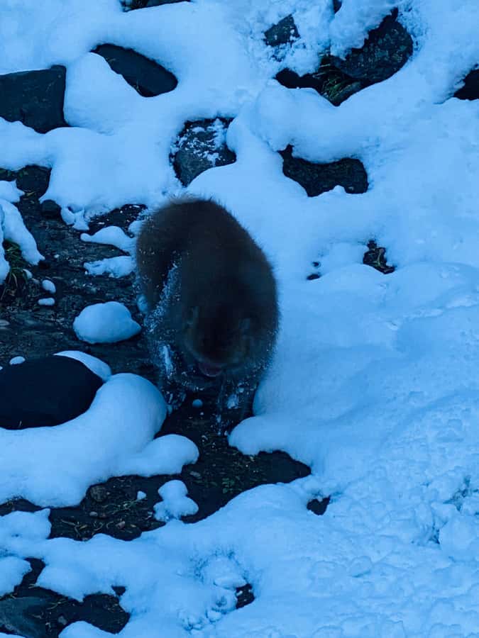 Tokyo/Nagano: private Tour with Snow Monkey Park & Temples - Key points to know before booking