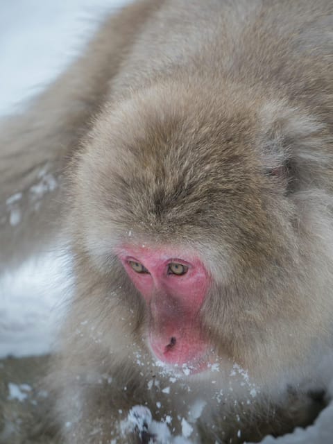 Tokyo: Nagano, Snow Monkeys and Zenko-ji Temple Private Tour - Key points to know before booking