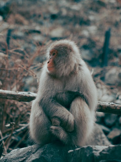 Tokyo: Nagano, Snow Monkeys and Zenko-ji Temple Private Tour - Price, group size, and what is not included