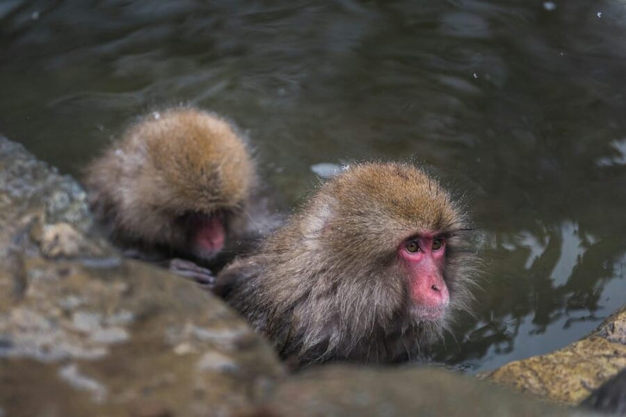Tokyo: Nagano, Snow Monkeys and Zenko-ji Temple Private Tour - Shibu Onsen offers a final change of mood