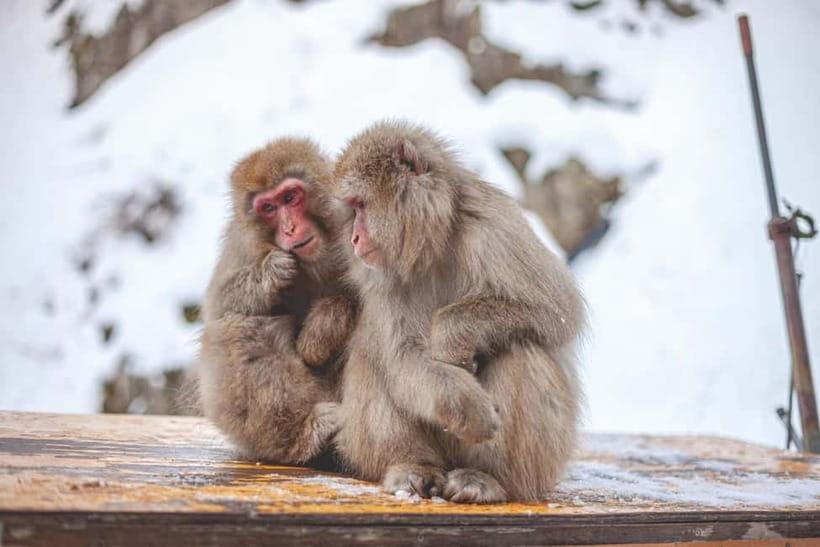Tokyo: Nagano Snow Monkeys and Zenkoji Tour with Temples - What is included and what costs extra