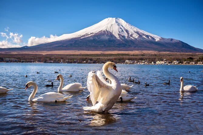:Tokyo,Shibuya /Meiji Shrine tour in KIMONO/English-friendly - Is $137 good value?