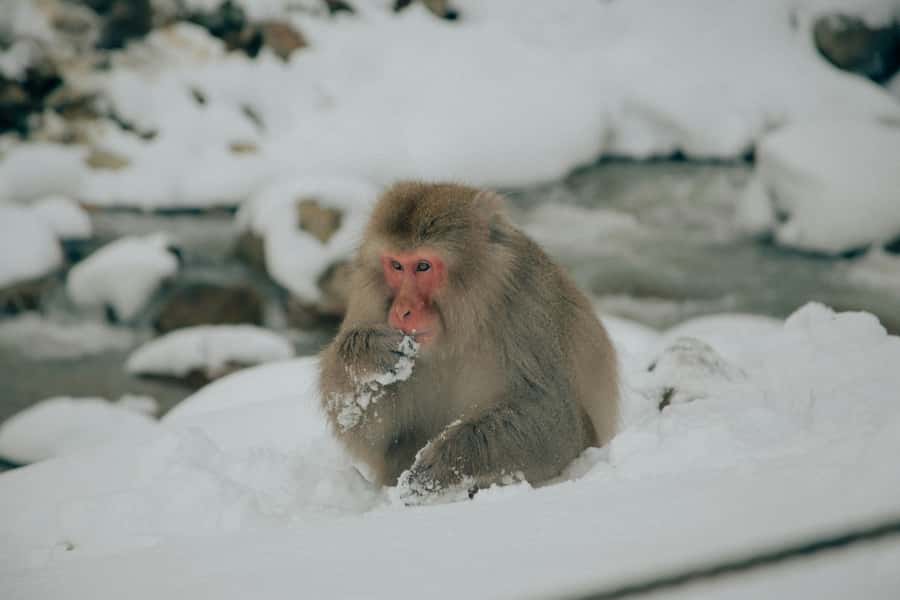 Tokyo: Snow Monkey and Zenkoji Temple Day Trip In Low Price - Snow Monkey Park and the Japanese macaques