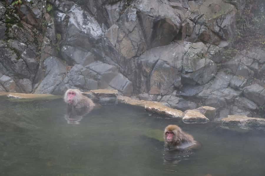 Tokyo: Snow Monkey and Zenkoji Temple Day Trip In Low Price - Zenkoji Temple’s hidden Buddha and dark passage