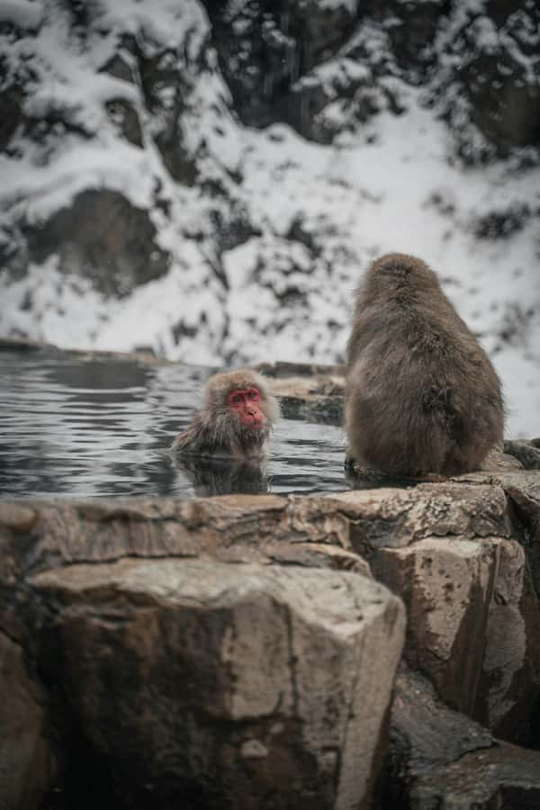 Tokyo: Snow Monkey and Zenkoji Temple Day Trip In Low Price - Nakamise Street and the final hour in Nagano