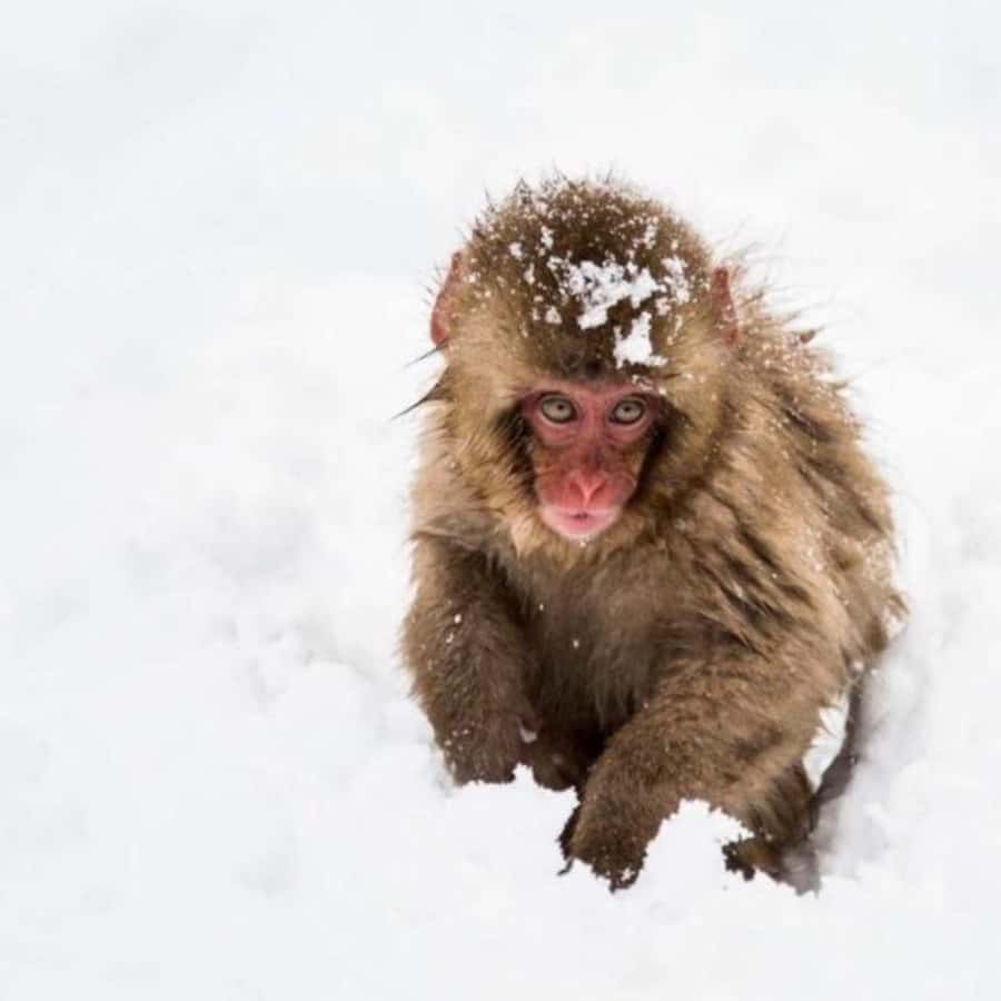 Tokyo: Snow Monkey Park and Zenkoji Temple Private Day Tour - Why this Nagano trip works from Tokyo