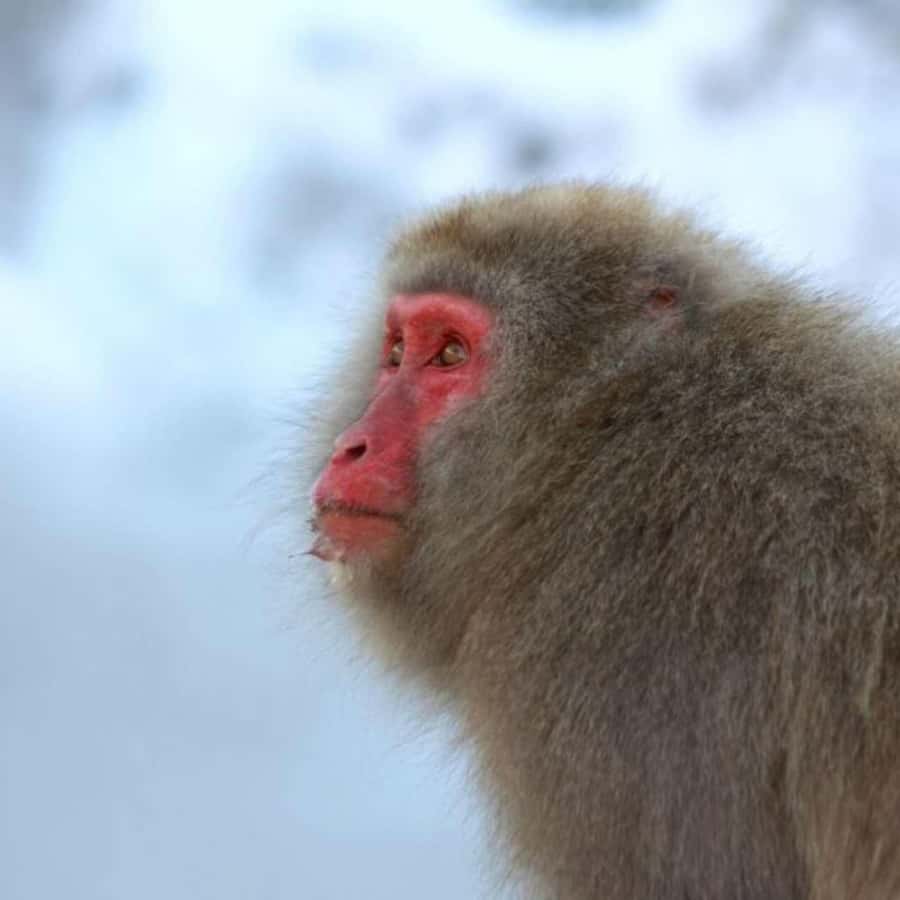 Tokyo: Snow Monkey Park and Zenkoji Temple Private Day Tour - Shibu Onsen and the flexible stops