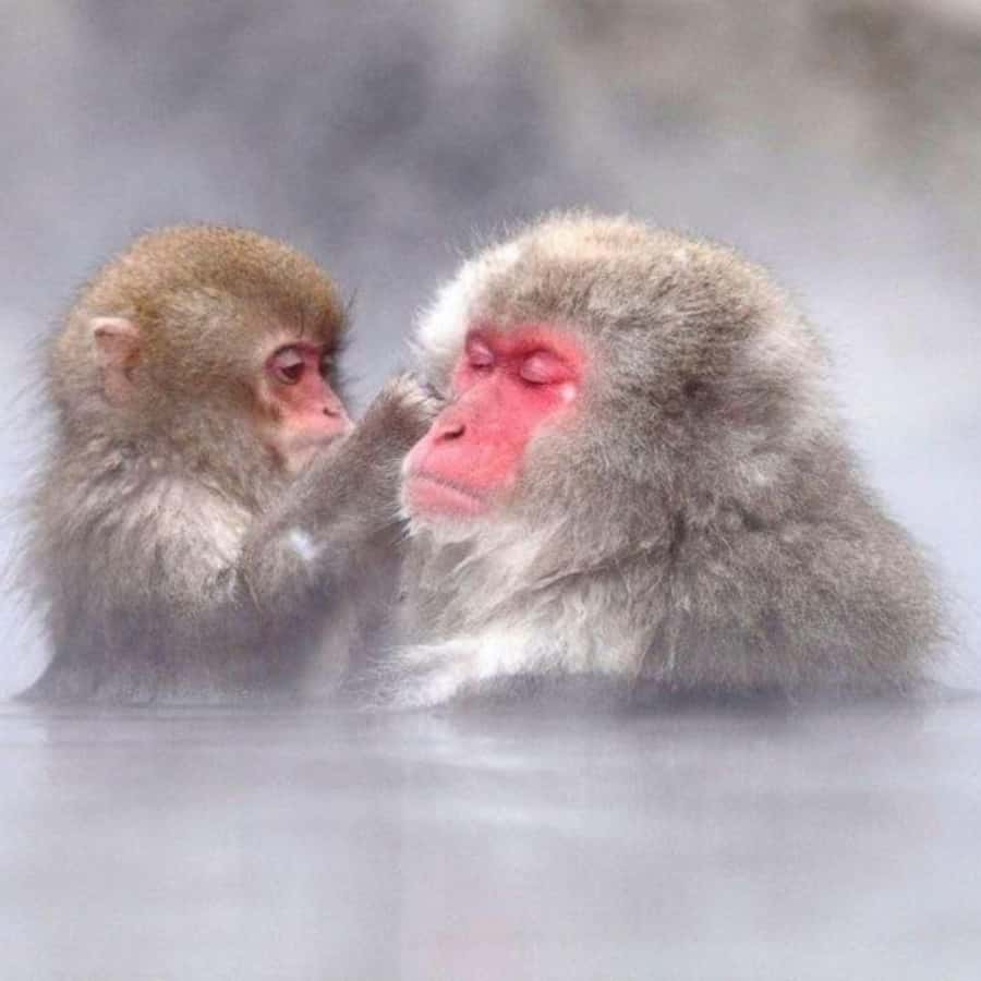 Tokyo: Snow Monkey Park and Zenkoji Temple Private Day Tour - Who should book this private day?