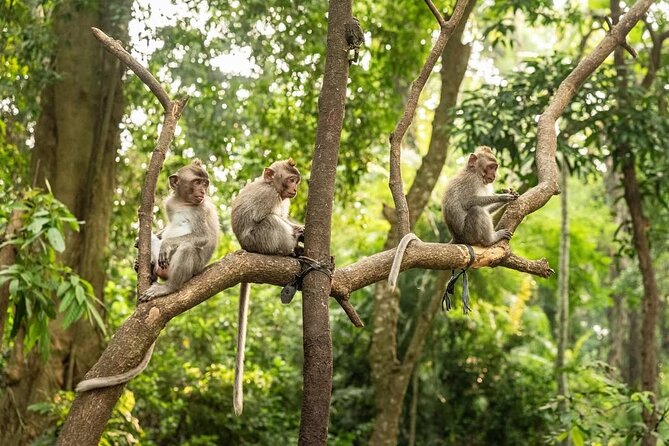 Ubud Monkey Forest - Rice Terrace - Jungle Swing - Water Temple - What This Private Ubud Day Really Includes