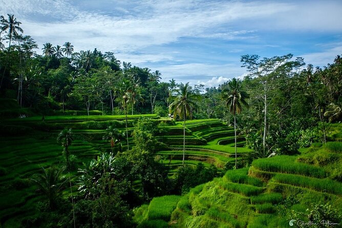 Ubud Monkey Forest - Rice Terrace - Jungle Swing - Water Temple - Cooling Off at Tegenungan Waterfall