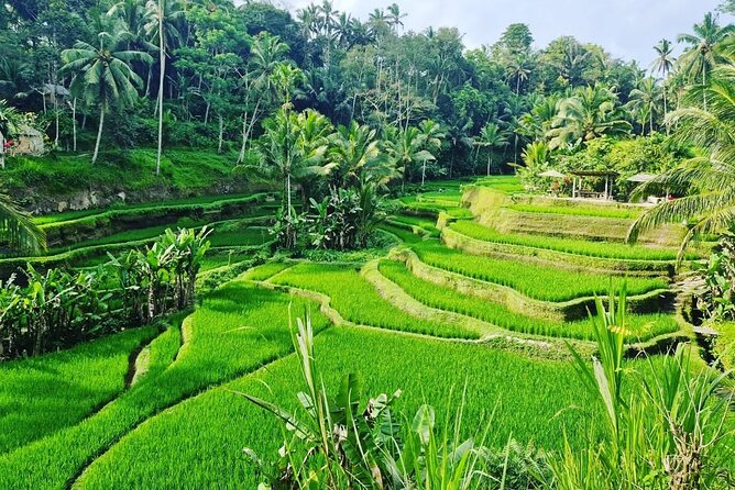 Ubud Monkey Forest - Rice Terrace - Jungle Swing - Water Temple - The Real Value of $32.40 Plus Tickets