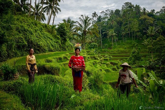 Ubud Monkey Forest - Rice Terrace - Jungle Swing - Water Temple - Who Will Enjoy This Tour Most?