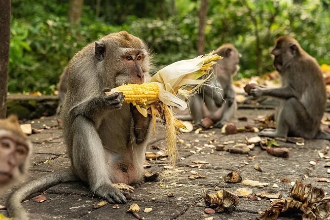 Ubud Monkey Forest - Rice Terrace - Jungle Swing - Water Temple - Seeing the Curved Fields at Tegalalang