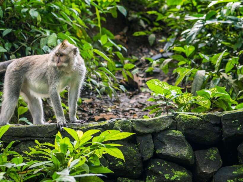 Ubud: Monkey Forest, Temple, Rice Terraces, Hidden Waterfall - The quick facts that matter
