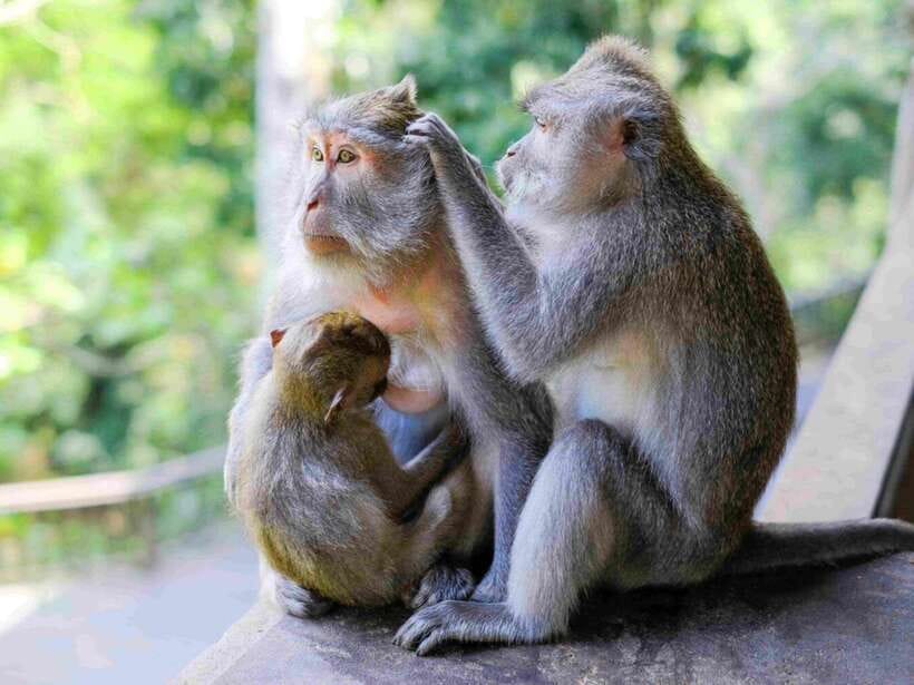 Ubud: Monkey Forest, Temple, Rice Terraces, Hidden Waterfall - What the $29 price really gets you
