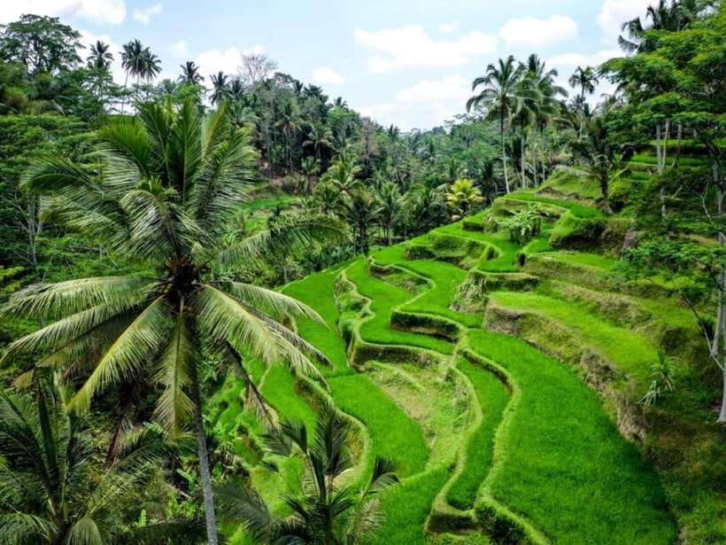 Ubud: Monkey Forest, Temple, Rice Terraces, Hidden Waterfall - Swimming at Ulu Petanu Waterfall