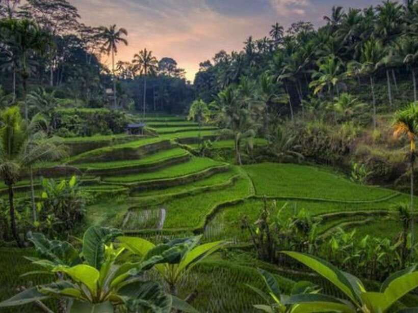 Ubud: Monkey Forest, Temple, Rice Terraces, Hidden Waterfall - Your guide can shape the whole day