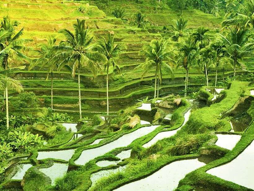 Ubud: Monkey Forest, Temple, Rice Terraces, Hidden Waterfall - Transport, timing, and comfort