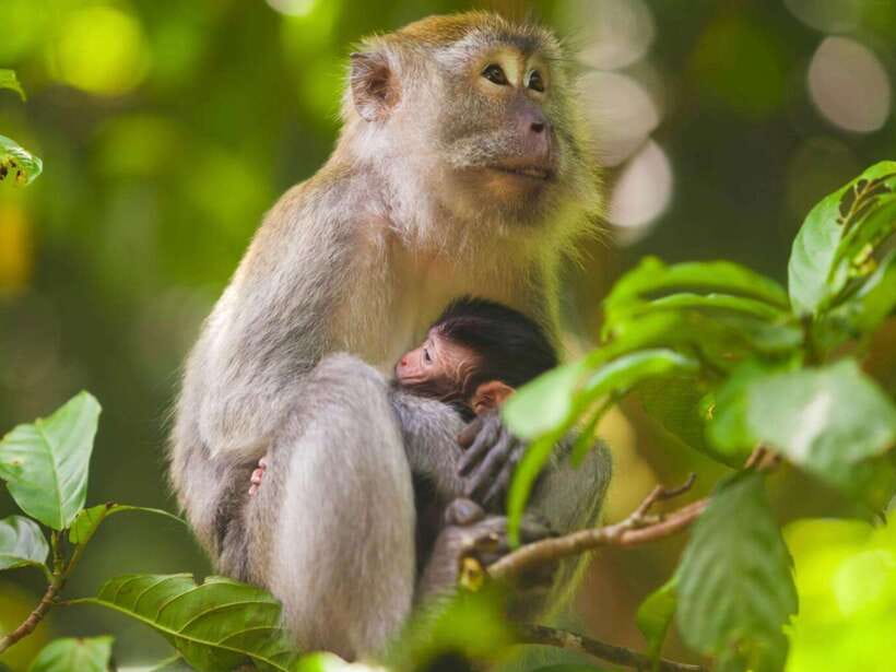 Ubud: Monkey Forest, Temple, Rice Terraces, Hidden Waterfall - Starting at the Sacred Monkey Forest