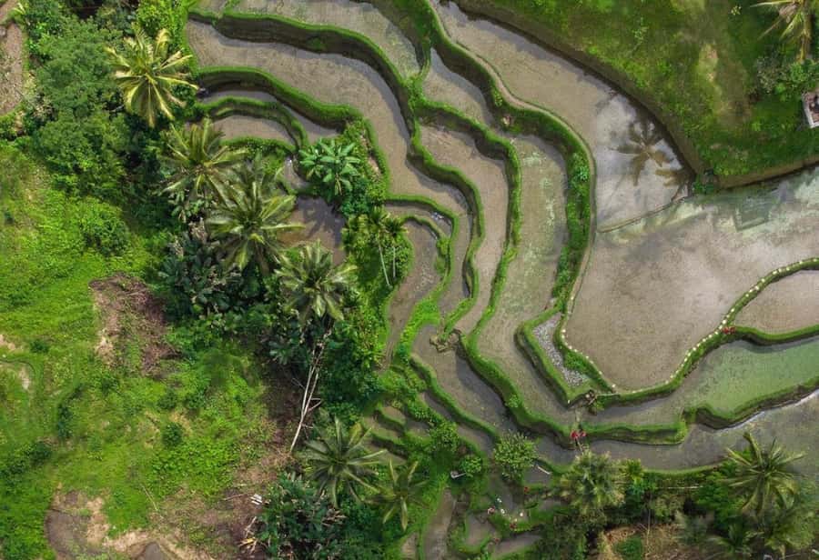 Ubud: Rice Terrace, Holy Water Temple & Waterfalls Trek Tour - Is the $33 Ubud tour worth booking?