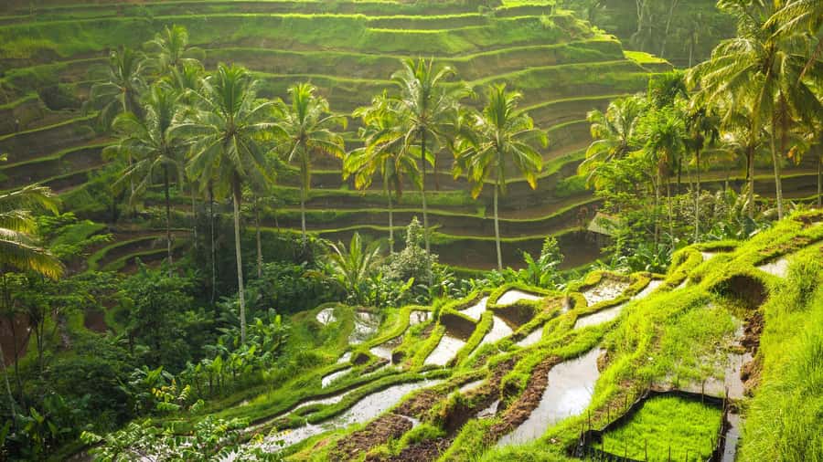 Ubud: Rice Terrace, Holy Water Temple & Waterfalls Trek Tour - Ceking Rice Terrace: begin with Bali’s famous green folds