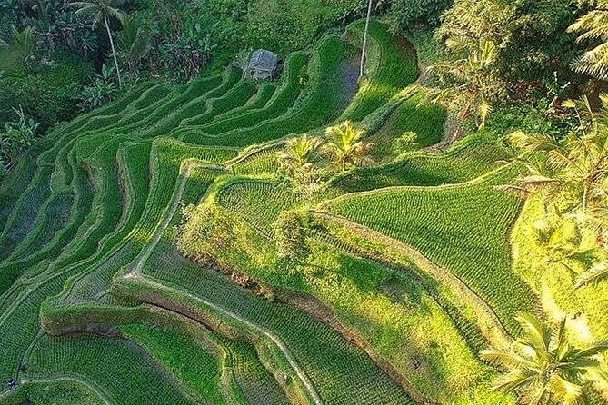 Ubud: Swing - Monkey Forest - Waterfall - Temple - Rice Terraces - Art Crafts - Sacred Monkey Forest brings wildlife and temple architecture together