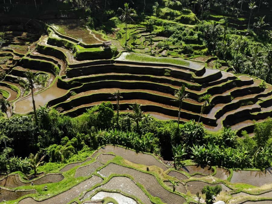 Ubud: Tirta Empul Water Purification Ritual, Private Tour - Key points at a glance