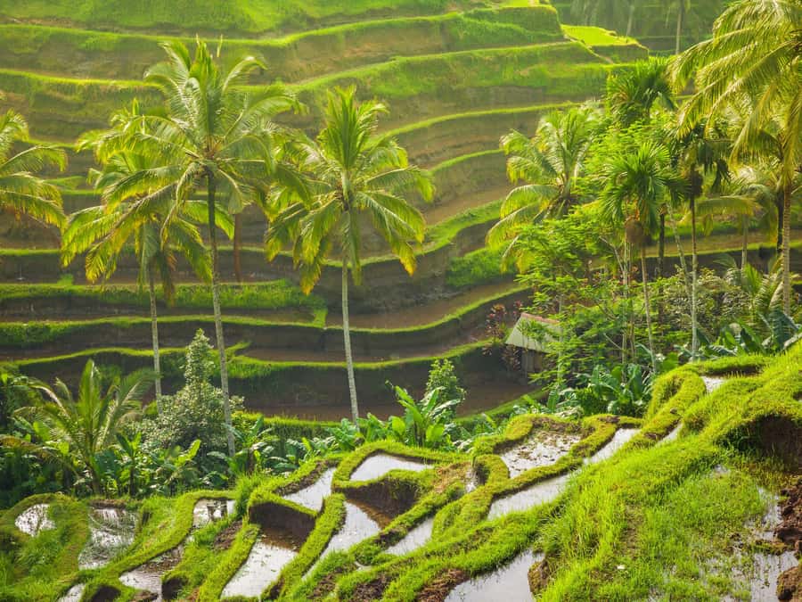 Ubud: Tirta Empul Water Purification Ritual, Private Tour - Uma Ceking Rice Terrace: scenic, photogenic, and activity-heavy