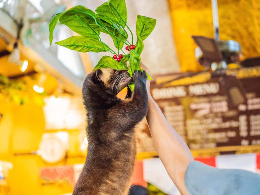 Ubud: Tirta Empul Water Purification Ritual, Private Tour - Coffee tasting adds an easygoing final stop