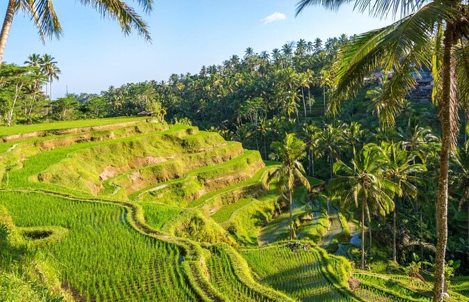 Ubud Top Attractions: Waterfalls, Temples and Rice Terraces - Five Ubud sights in one long day