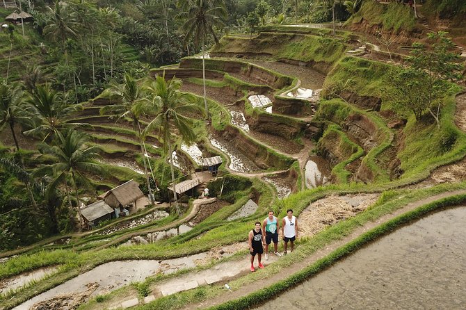 Ubud Top Attractions: Waterfalls, Temples and Rice Terraces - Tegalalang Rice Terrace and the working countryside