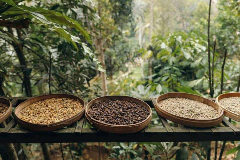 Ubud: Water Temple, Rice Terrace, and Waterfalls Tour - Coffee plantation tasting and local plants