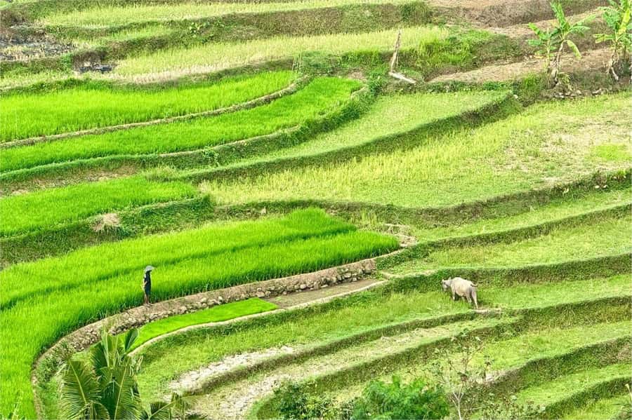 Yogyakarta: Selogriyo Temple, Rice Terraces & Waterfall Tour - The road from Yogyakarta to Selogriyo