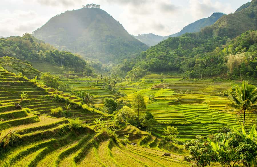Yogyakarta: Selogriyo Temple Tour & Java Rice Terrace Trek - What makes this Selogriyo trip worth your time