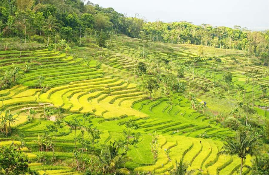 Yogyakarta: Selogriyo Temple Tour & Java Rice Terrace Trek - The long road from Yogyakarta to the hills