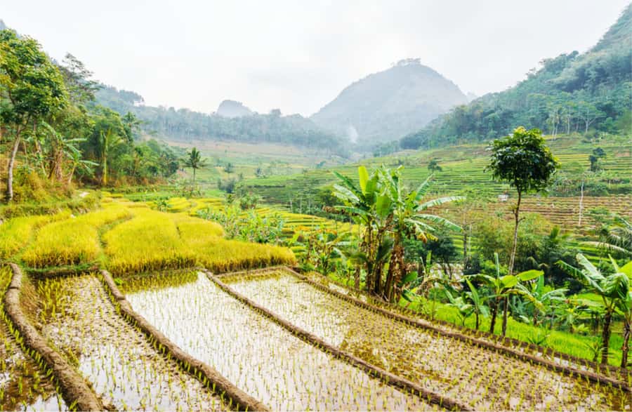 Yogyakarta: Selogriyo Temple Tour & Java Rice Terrace Trek - Reaching the small temple at the top