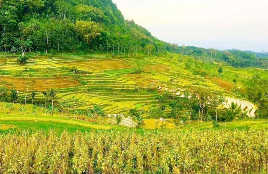 Yogyakarta: Selogriyo Temple Tour & Java Rice Terrace Trek - Walking through Selogriyo’s working rice terraces